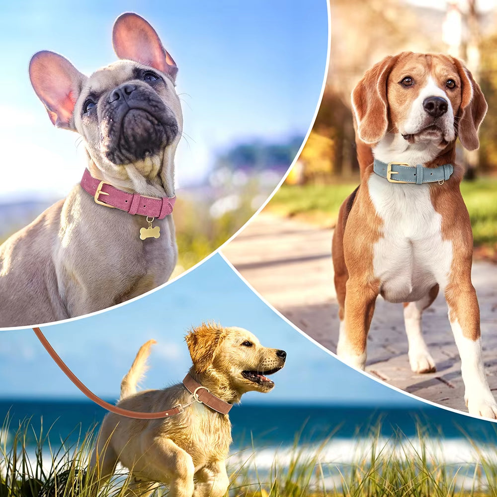 Premium Leather Dog Collar with Soft Padding - Adjustable for Small, Medium, and Large Breeds